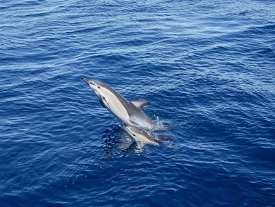 paul 1
Dolphin Blue