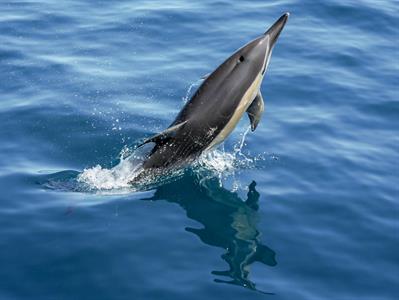paul 2
Dolphin Blue