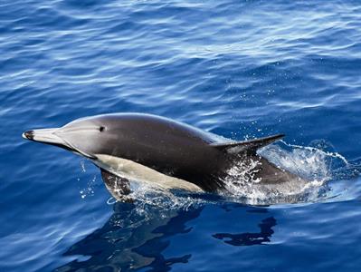 paul 3
Dolphin Blue