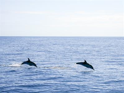 paul 7
Dolphin Blue