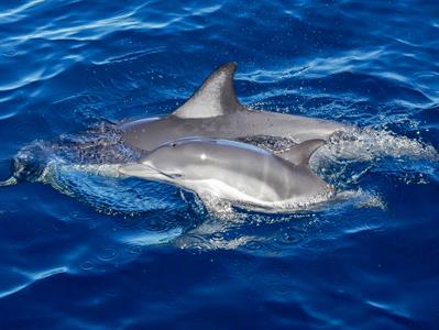 paul 9
Dolphin Blue