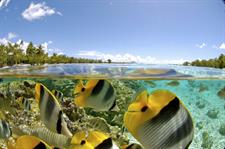 Le Taha'a Island Resort & Spa - Snorkelling - Coral Garden
Le Taha'a by Pearl Resorts