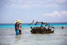 Activities - Bird island - Le Tikehau by Pearl Resorts
Le Tikehau by Pearl Resorts