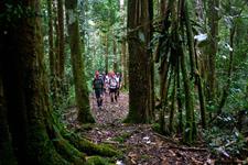 In the Forest
PNG Trekking Adventures - Kokoda