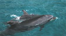 bottlenose-dolphinsmall
Dolphin Blue