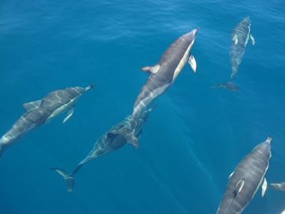 5 Common Dolphins
Dolphin Blue