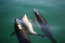 Common Dolphin
Dolphin Blue