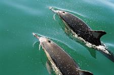Common Dolphins
Dolphin Blue