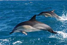 common dolphin pair leap
Dolphin Blue