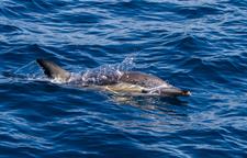 Common Dolphin
Dolphin Blue
