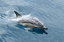 Common dolphin emerging
Dolphin Blue