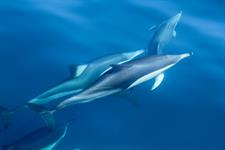 IMG_9688-2
Dolphin Blue