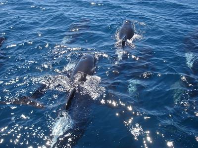 orca and reid 052
Dolphin Blue