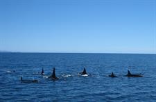 Families of Orca
Dolphin Blue