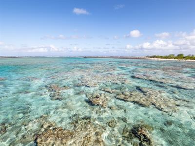 Overwater Bungalow - Le Tikehau by Pearl Resorts
Le Tikehau by Pearl Resorts