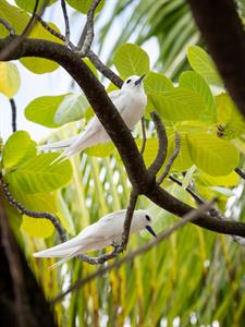 Birds - Tuamotu - Le Tikehau by Pearl Resorts
Le Tikehau by Pearl Resorts