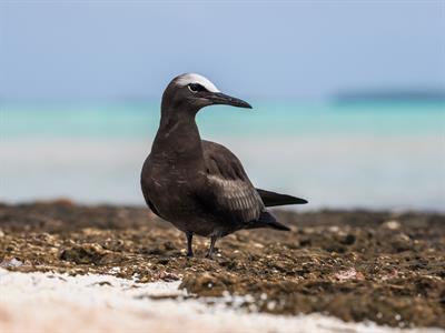 Birds - Tuamotu - Le Tikehau by Pearl Resorts
Le Tikehau by Pearl Resorts